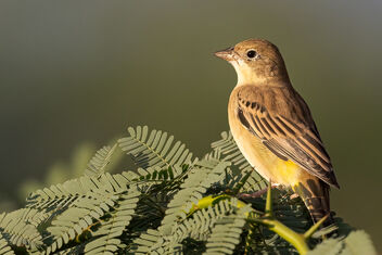 A Black Headed Bunting in golden light - Free image #485261