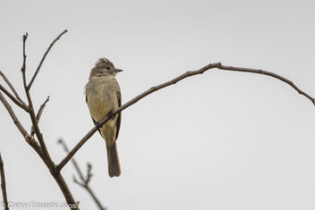 Tropical Pewee - Kostenloses image #485351