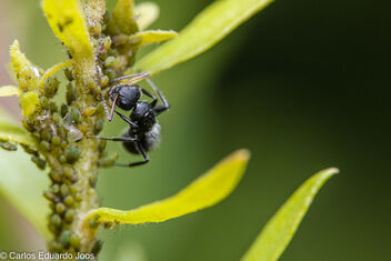 Black ant searching for nectar - бесплатный image #485371