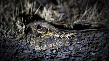 An Indian Nightjar observing the source of light - Free image #485441