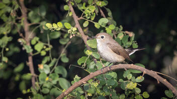 A Taiga Flycatcher wary of the monkeys nearby - image #485461 gratis