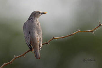 A Chestnut Tailed Starling in the evening - image #485591 gratis