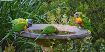 Rainbow Lorikeets in my garden - image gratuit #485641 
