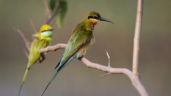 A Blue tailed and Green Bee Eaters On a perch - image #485821 gratis