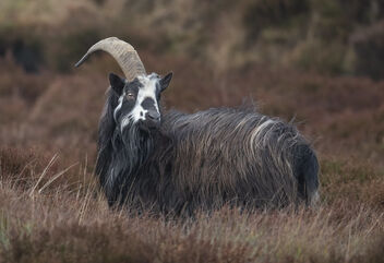 Wild Goat - image gratuit #485861 