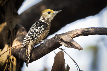 An Yellow Crowned Woodpecker looking for food - бесплатный image #485871