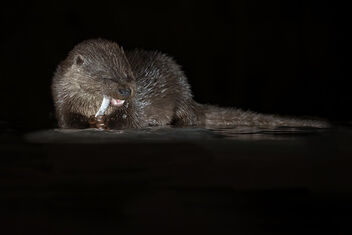 Otter Cub - Free image #485941