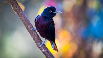 A Maroon Oriole against a beautiful backdrop - Free image #486011