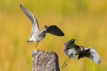 A Pair of Wood Sandpipers fighting for a perch - image gratuit #486111 