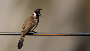 A Himalayan Bulbul with a bud in the mouth - бесплатный image #486141