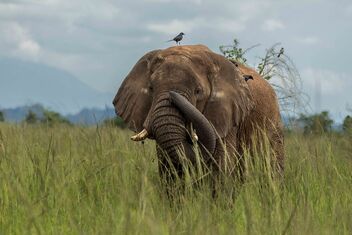 Kidepo Elephant, Uganda - бесплатный image #486181