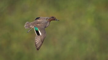 A Green Winged Teal in flight - image gratuit #486221 