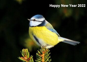 Blue Tit wishes 