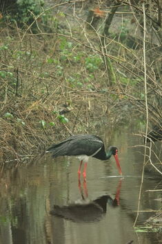 Black Stork - Eekholt Wildlife Park - Schleswig-Holstein - Germany - January 1st, 2022 - image gratuit #486361 