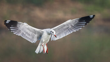 A Brown Headed Gull trying to scare the terns - бесплатный image #486401