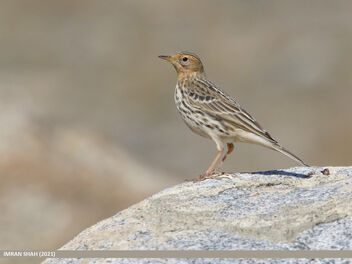 Red-throated Pipit (Anthus cervinus) - Kostenloses image #486451