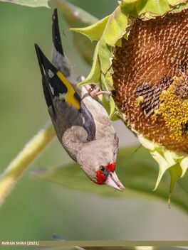 European Goldfinch (Carduelis carduelis) - image gratuit #486591 