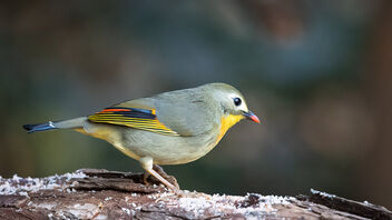 A Playful Red Billed Leiothrix - Free image #486601