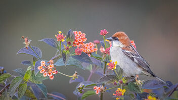 A Russet Sparrow late in the evening - image gratuit #486681 