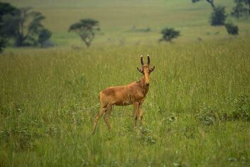 Hartebeest, Uganda - бесплатный image #486721
