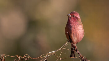 A Beautiful Pink-Browed Rosefinch in golden light - image gratuit #486741 