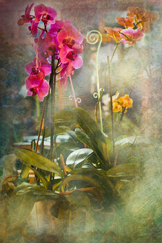 My Orchids - image #486761 gratis