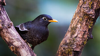 A Grey Winged Blackbird foraging - image #486811 gratis