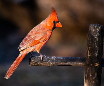 Cardinal - Free image #486881
