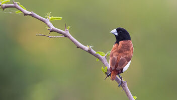 A Subadult Tricolored Munia foraging in the morning - бесплатный image #486921