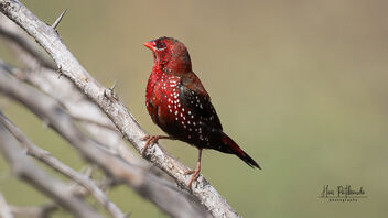 A Beautiful Red Avadavat foraging near a lake - Kostenloses image #486941