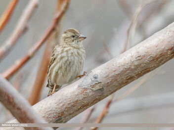 Rock Sparrow (Petronia petronia) - Kostenloses image #486961