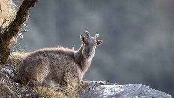 A Himalayan Tahr on a rocky outcrop - Free image #487061