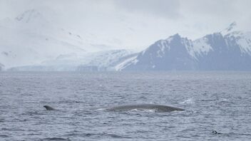 Whale for scale - бесплатный image #487221
