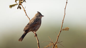 A Rare Crested Bunting active in the morning - image gratuit #487391 