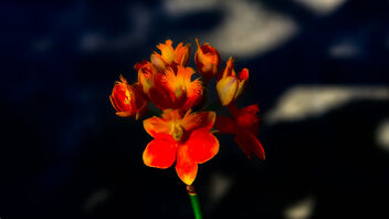 San Antonio Arboretum - Painterly Orchid - бесплатный image #487401