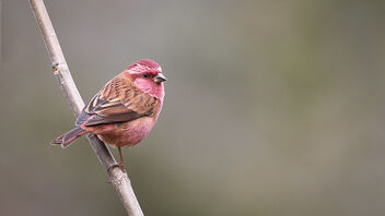 A Pink Browed Rosefinch on a cold day - image #487421 gratis