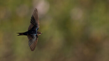 A Barn Swallow in flight - бесплатный image #487461