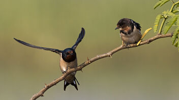 An adult Barn Swallow checking out a subadult - бесплатный image #487611