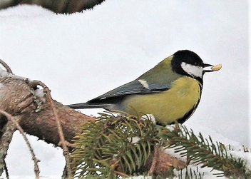 Great Tit on the branch - image #487621 gratis