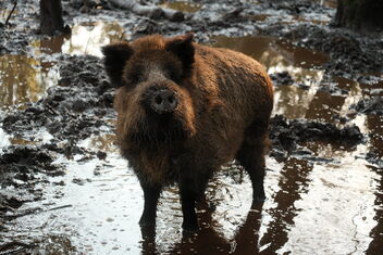 Wildlife Park Eekholt - A wild boar looks at us | February 11, 2022 | Schleswig-Holstein - Germany - image gratuit #487671 