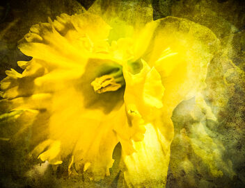 Daffodil #44 - Free image #487751