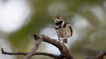 A Rare Forest Wagtail in action - image gratuit #487801 