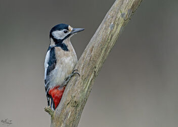 Buntspecht / Great Spotted Woodpecker - Kostenloses image #488051