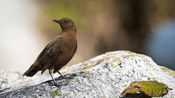 A Brown Dipper near the water - image gratuit #488061 