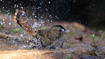 A Rufous Chinned Laughingthrush having fun in the water pool - Free image #488081