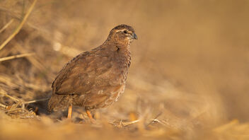 A Rock Bush Quail foraging in the morning - Free image #488091