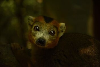 Forest Light, Madagascar - Free image #488161