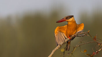A Stork Billed Kingfisher Stretching its wings - image gratuit #488381 