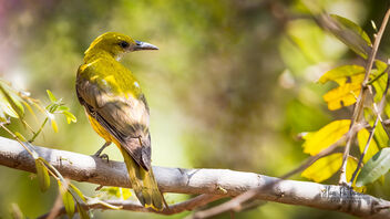 A Golden Oriole foraging in the canopy on a hot day - бесплатный image #488411
