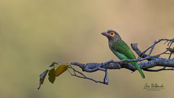 A Brown Headed Barbet listening intently to its friends calls - бесплатный image #488481